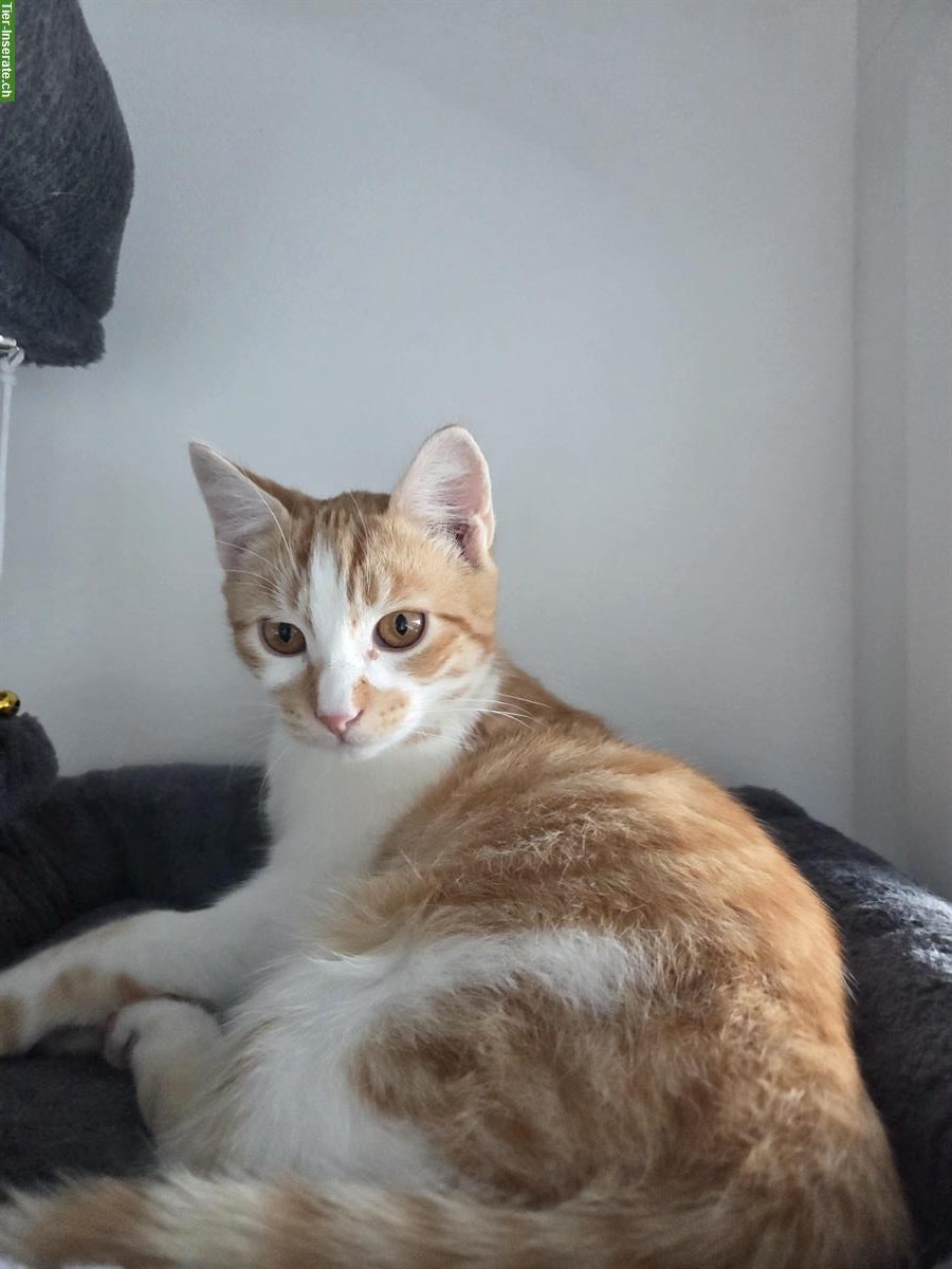 Bild 3: Katzenbaby Rocky, 6 Monate, sucht liebes Zuhause