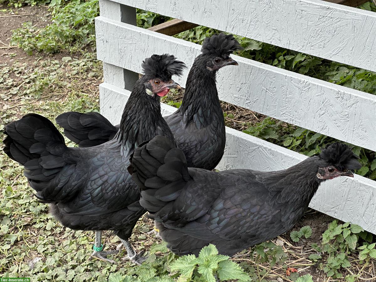 4 Appenzeller Spitzhauben Junghennen, schwarz, Herdebuch ZUN