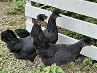 4 Appenzeller Spitzhauben Junghennen, schwarz, Herdebuch ZUN