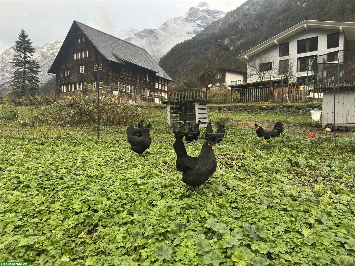 Bild 2: 4 Appenzeller Spitzhauben Junghennen, schwarz, Herdebuch ZUN