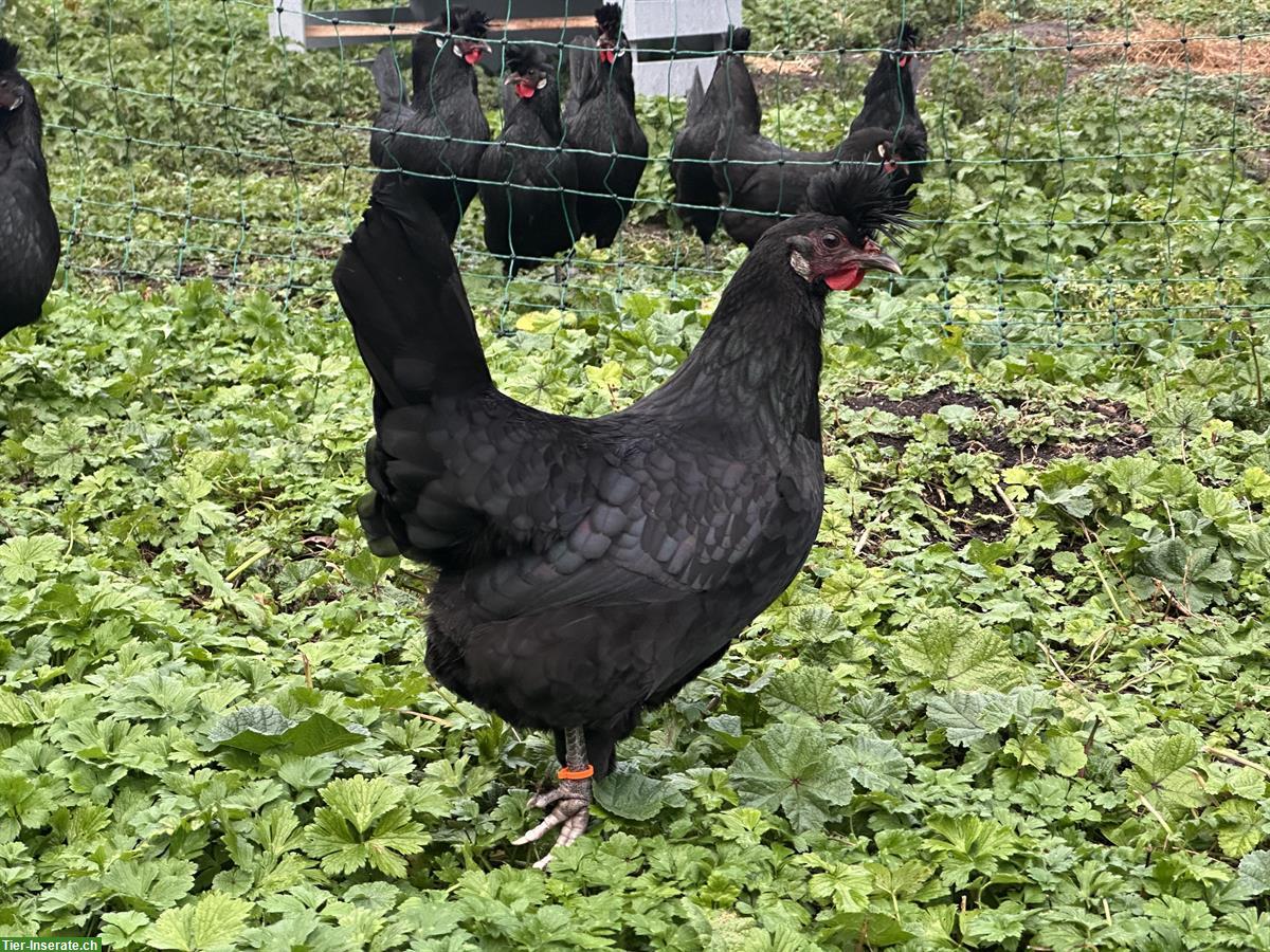 Bild 3: 4 Appenzeller Spitzhauben Junghennen, schwarz, Herdebuch ZUN