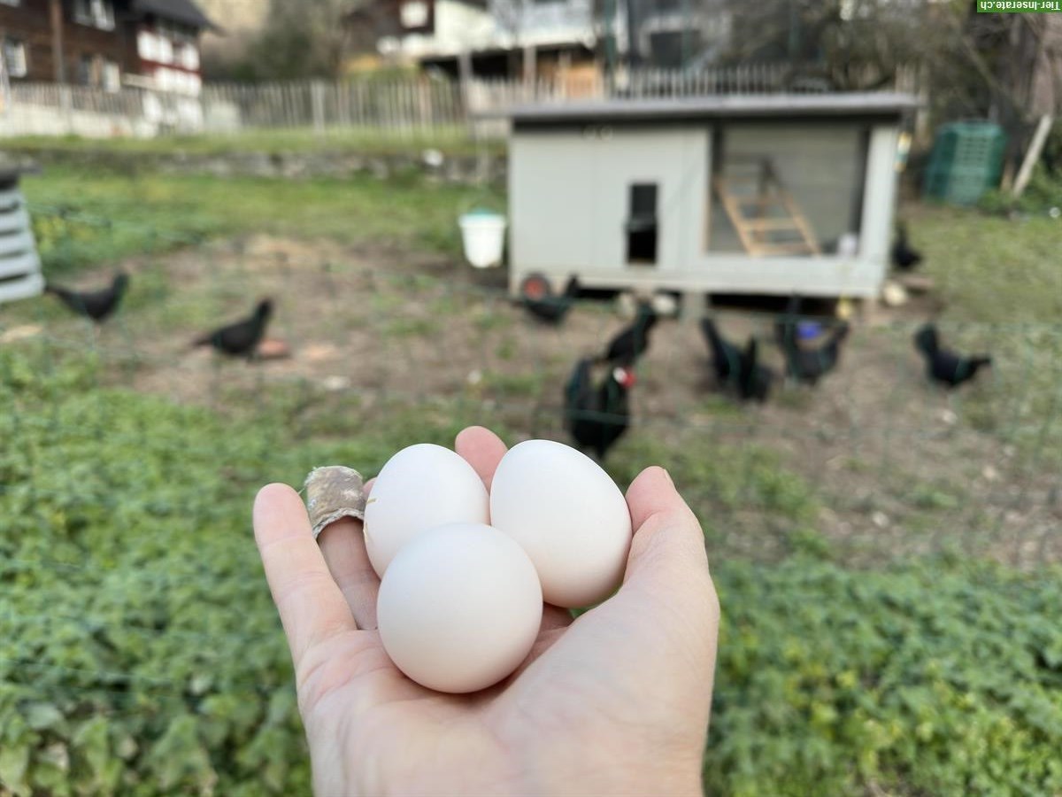 Bild 4: 4 Appenzeller Spitzhauben Junghennen, schwarz, Herdebuch ZUN