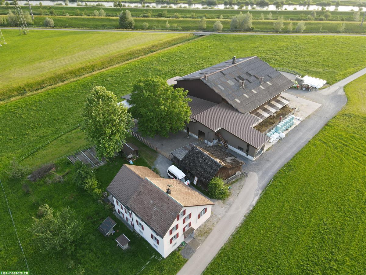 Pensionsstall: Offenstall mit Gruppenhaltung für Isländer, Benken SG