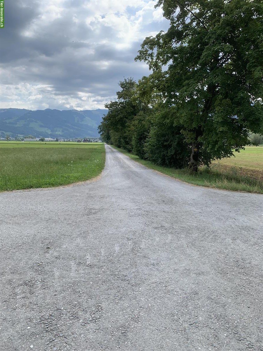 Bild 10: Pensionsstall: Offenstall mit Gruppenhaltung für Isländer, Benken SG