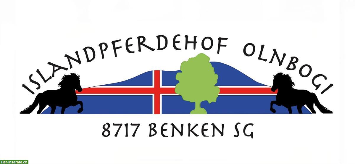 Bild 2: Pensionsstall: Offenstall mit Gruppenhaltung für Isländer, Benken SG