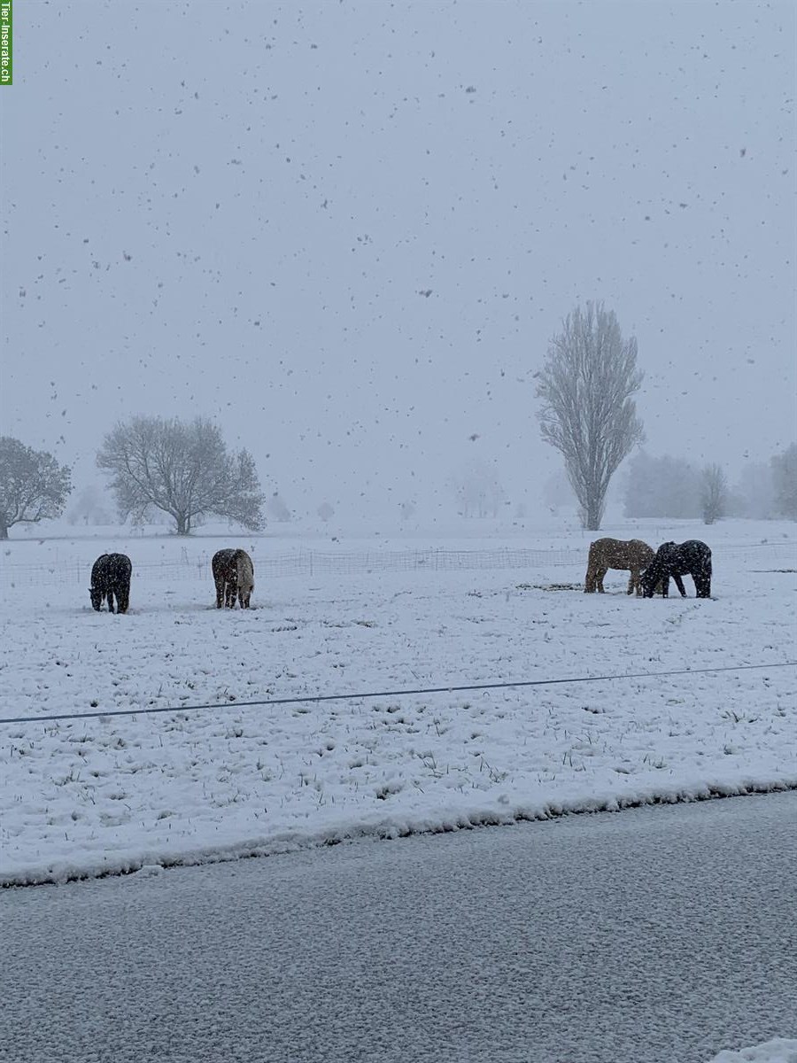 Bild 3: Pensionsstall: Offenstall mit Gruppenhaltung für Isländer, Benken SG