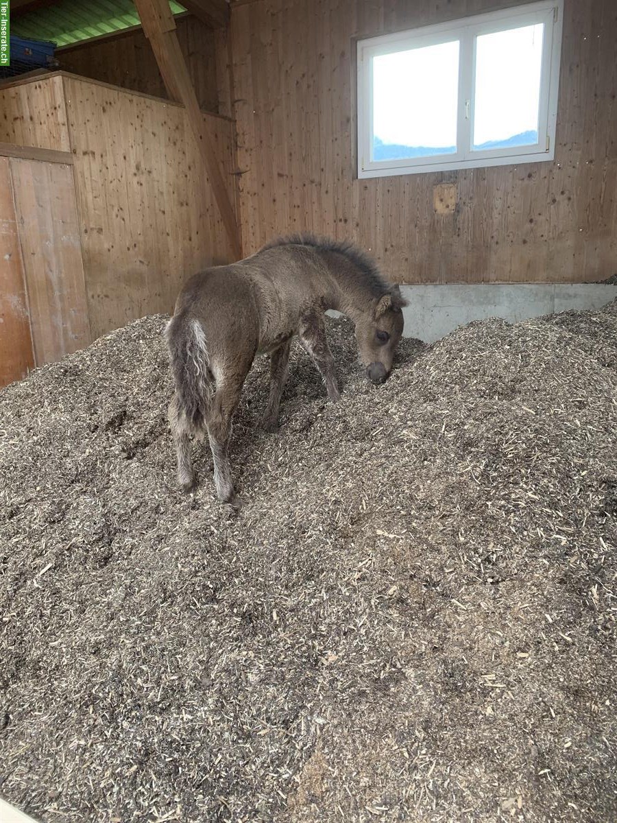 Bild 4: Pensionsstall: Offenstall mit Gruppenhaltung für Isländer, Benken SG