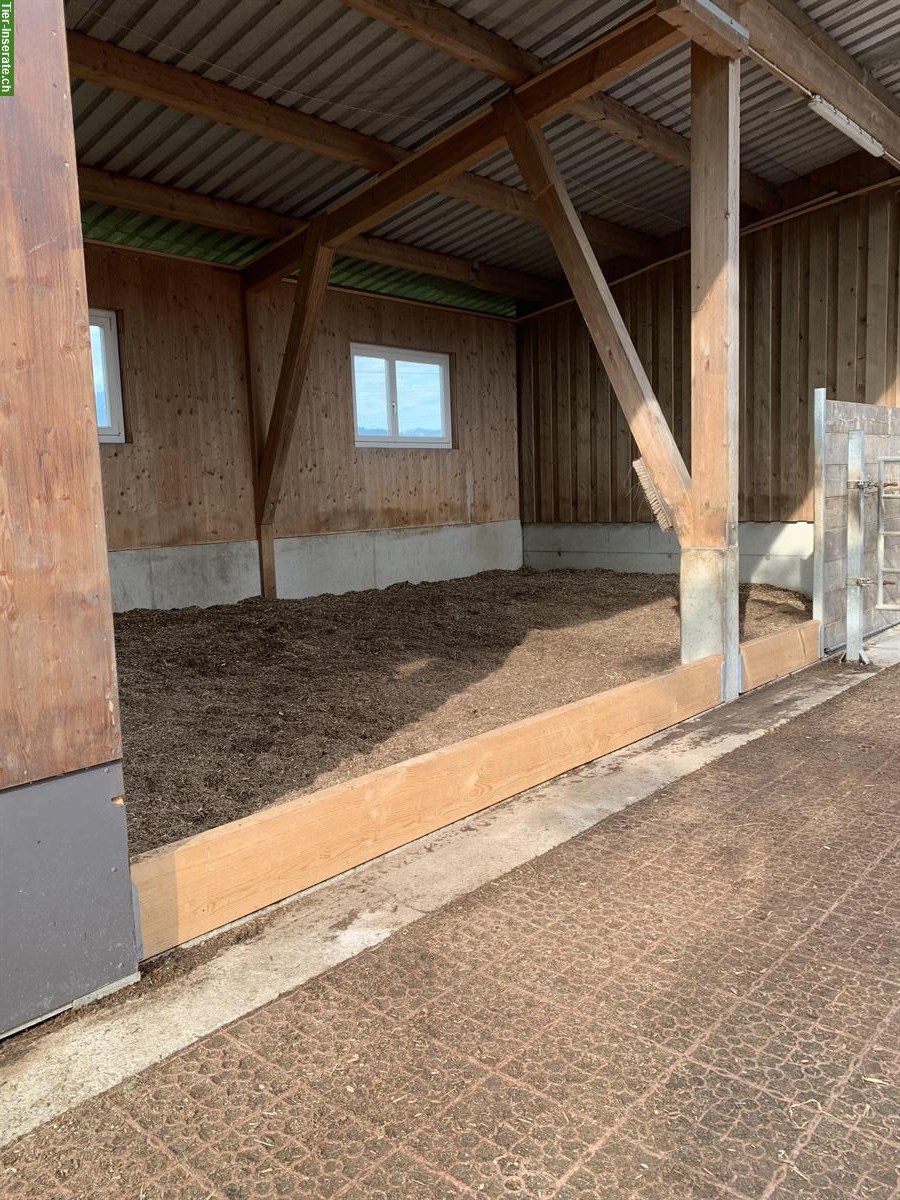 Bild 5: Pensionsstall: Offenstall mit Gruppenhaltung für Isländer, Benken SG