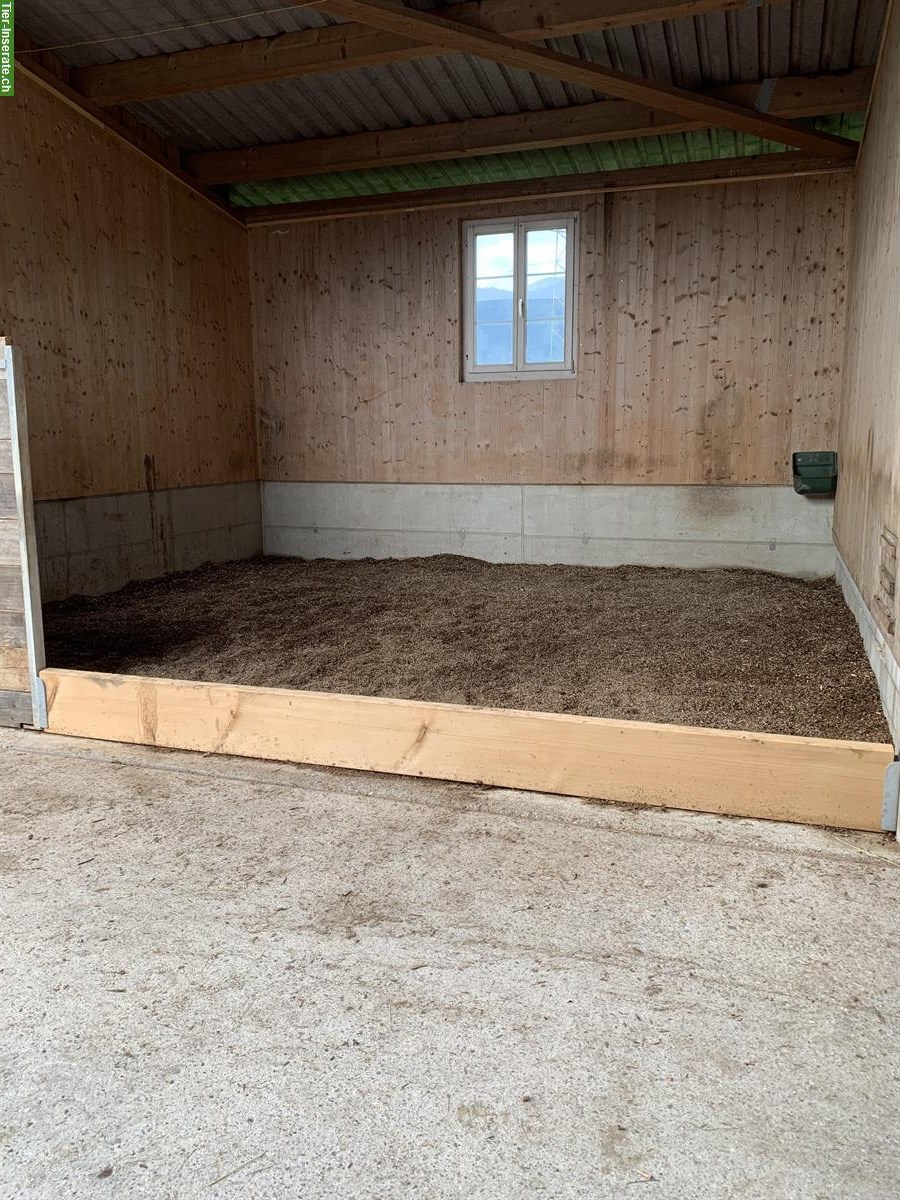 Bild 6: Pensionsstall: Offenstall mit Gruppenhaltung für Isländer, Benken SG