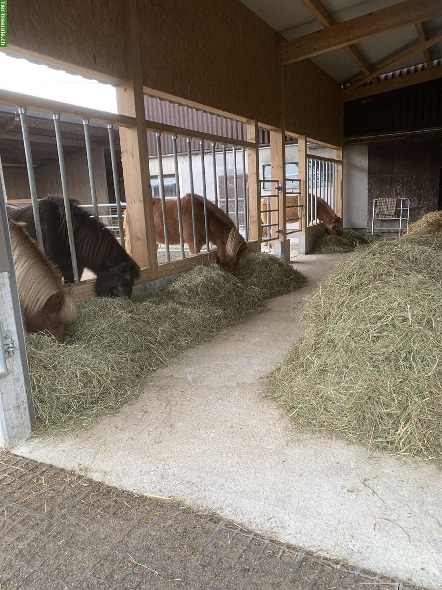 Bild 7: Pensionsstall: Offenstall mit Gruppenhaltung für Isländer, Benken SG