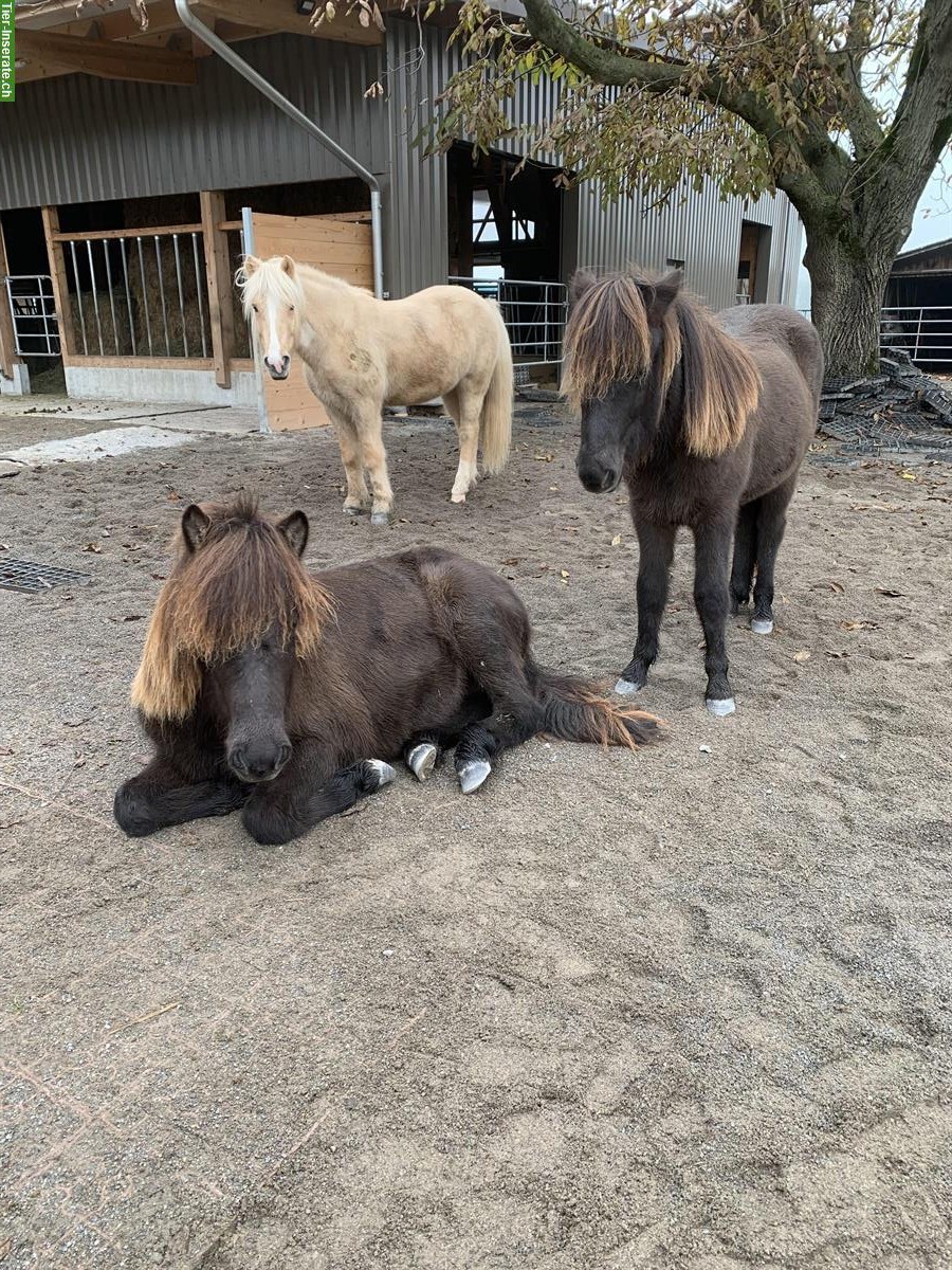 Bild 8: Pensionsstall: Offenstall mit Gruppenhaltung für Isländer, Benken SG