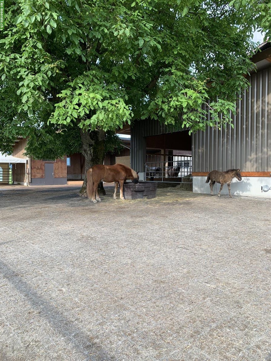 Bild 9: Pensionsstall: Offenstall mit Gruppenhaltung für Isländer, Benken SG