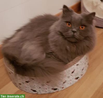 BLH Kater, 9-jährig sucht Zuhause mit Garten