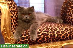 Bild 2: BLH Kater, 9-jährig sucht Zuhause mit Garten