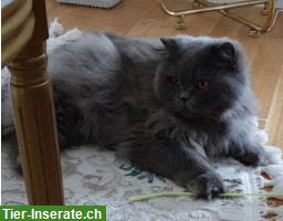 Bild 3: BLH Kater, 9-jährig sucht Zuhause mit Garten