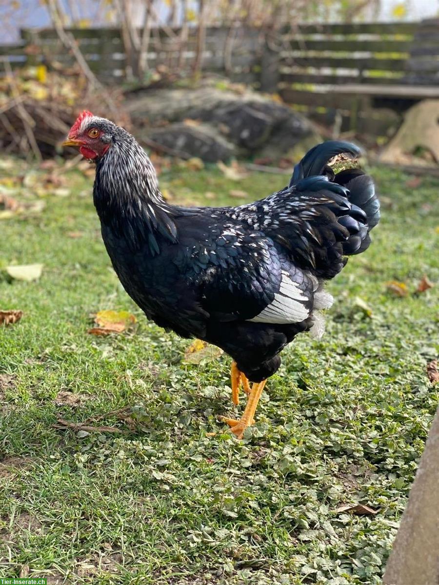 Barnevelder Junghähne (Grossrasse), doppeltgesäumt