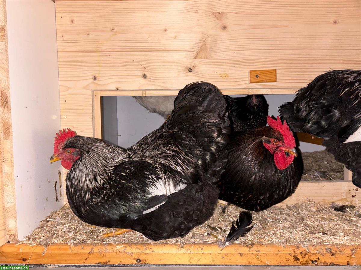 Bild 3: Barnevelder Junghähne (Grossrasse), doppeltgesäumt