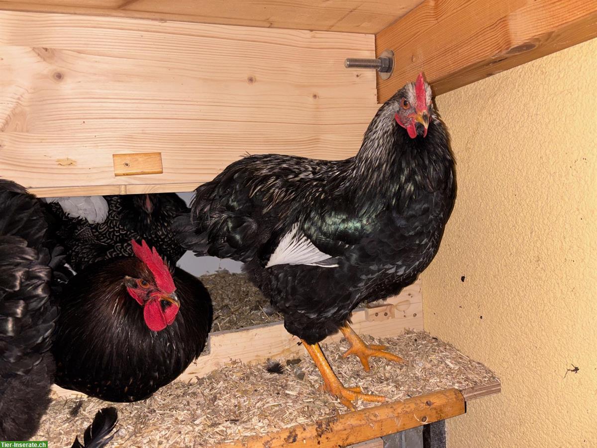 Bild 4: Barnevelder Junghähne (Grossrasse), doppeltgesäumt