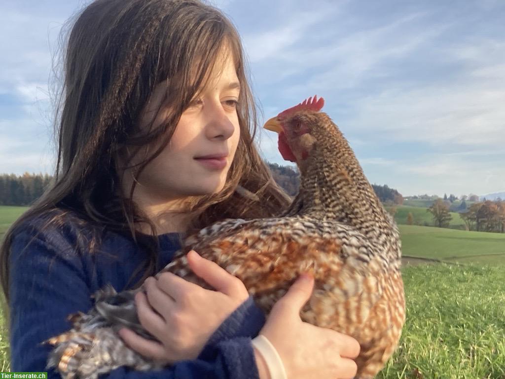 Junger Bielefelder Kennhuhn Hahn, sehr zutraulich