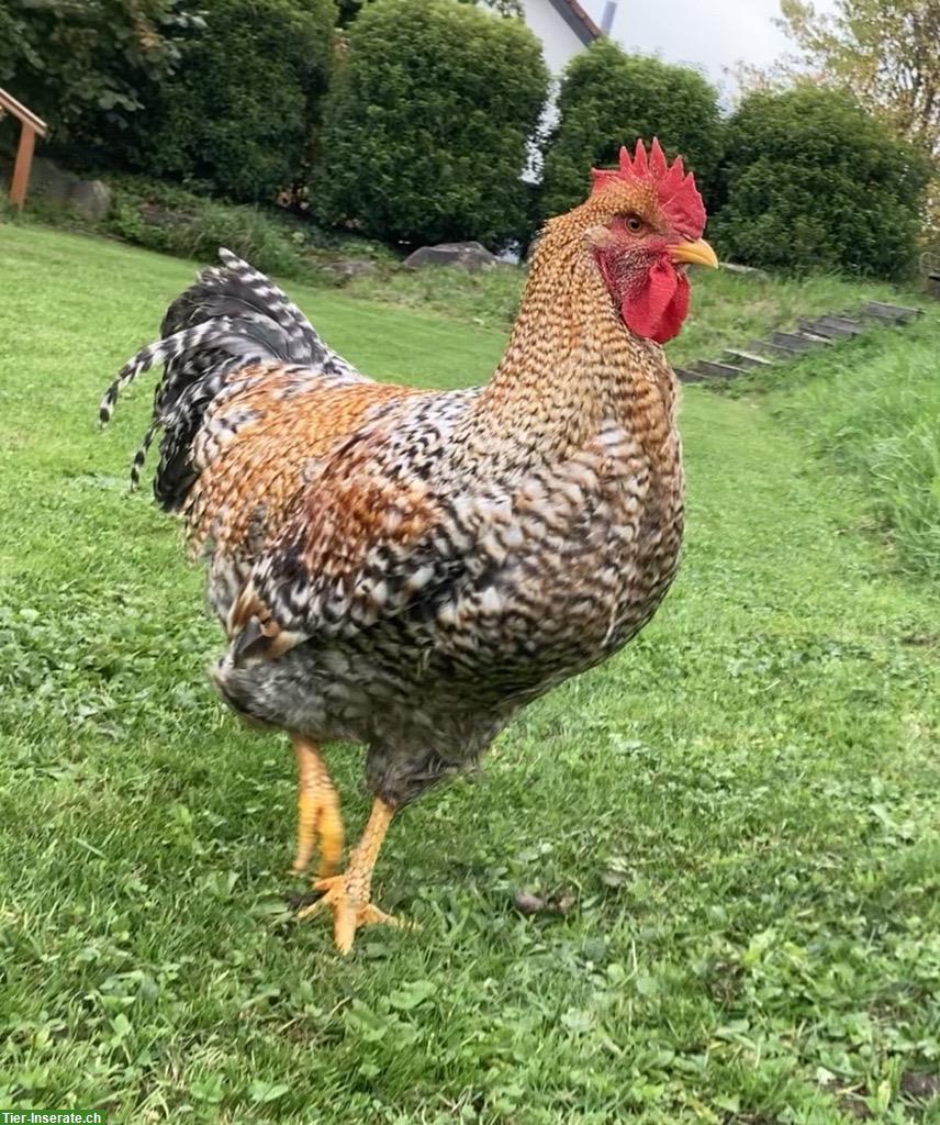 Bild 2: Junger Bielefelder Kennhuhn Hahn, sehr zutraulich