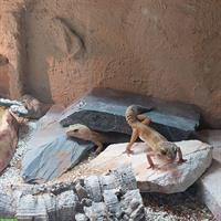 3 Leopardgecko-Weibchen suchen dringend neues Zuhause