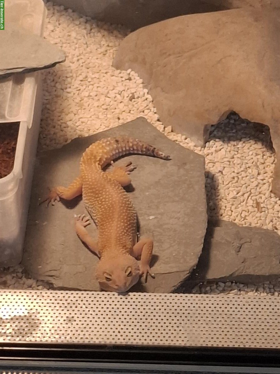 Bild 2: 3 Leopardgecko-Weibchen suchen dringend neues Zuhause