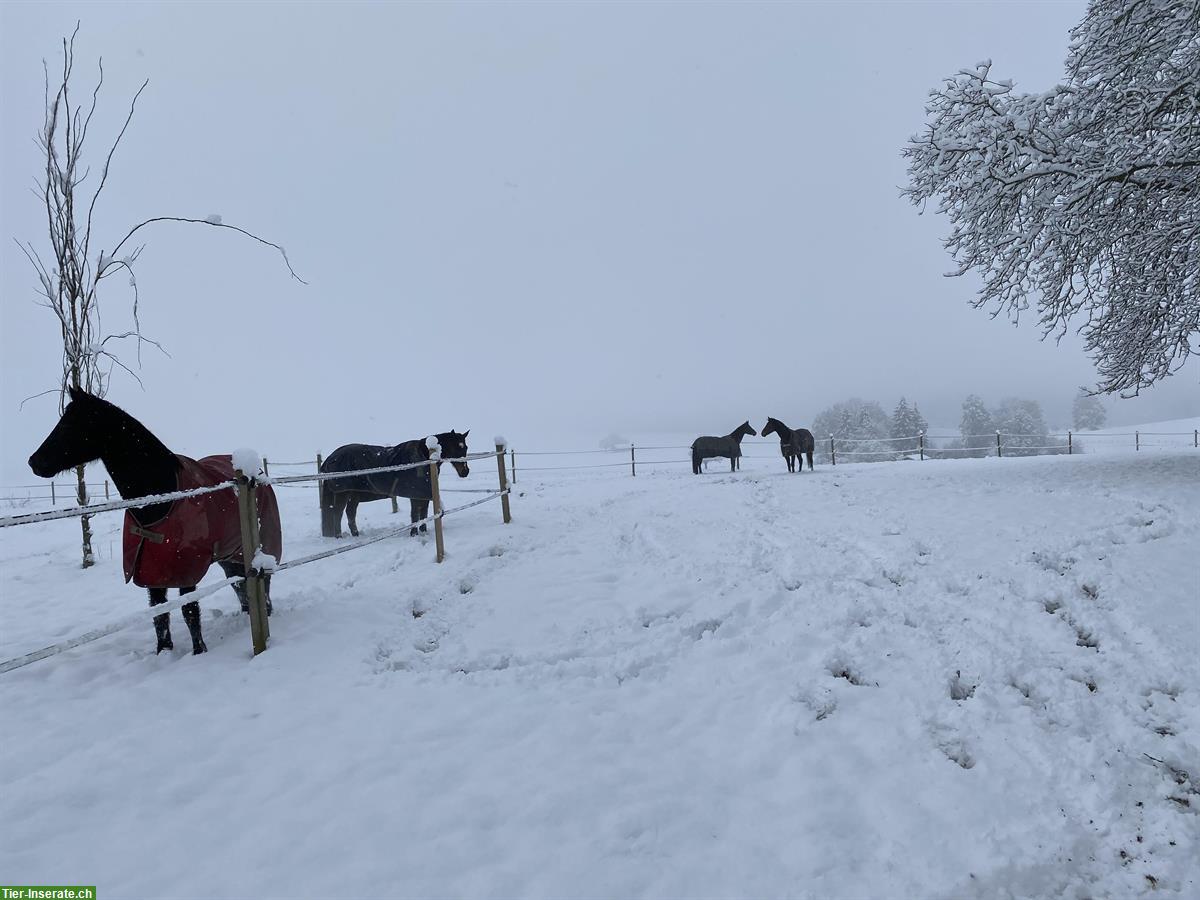 Suche Pferde Ferienboxe für 3 Monate