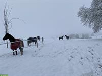 Suche Pferde Ferienboxe für 3 Monate