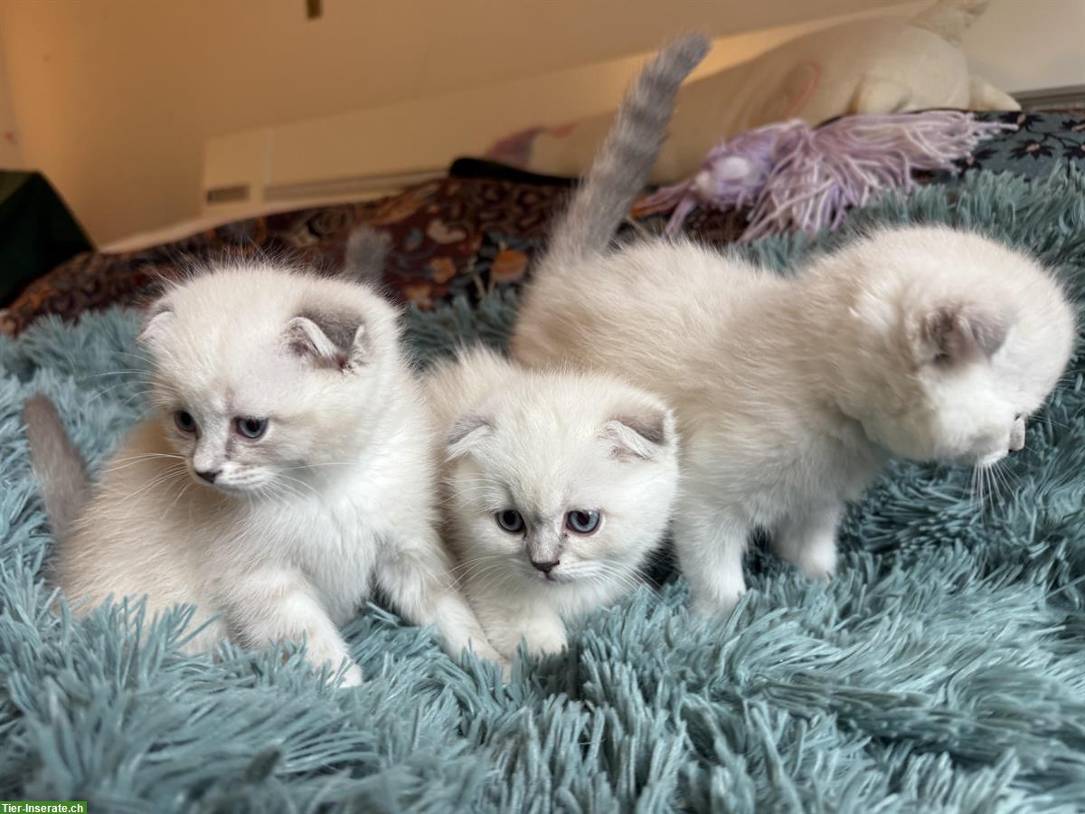 Scottish Fold / Straight Kätzchen, weisse Mädchen und Jungen