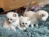 Scottish Fold / Straight Kätzchen, weisse Mädchen und Jungen