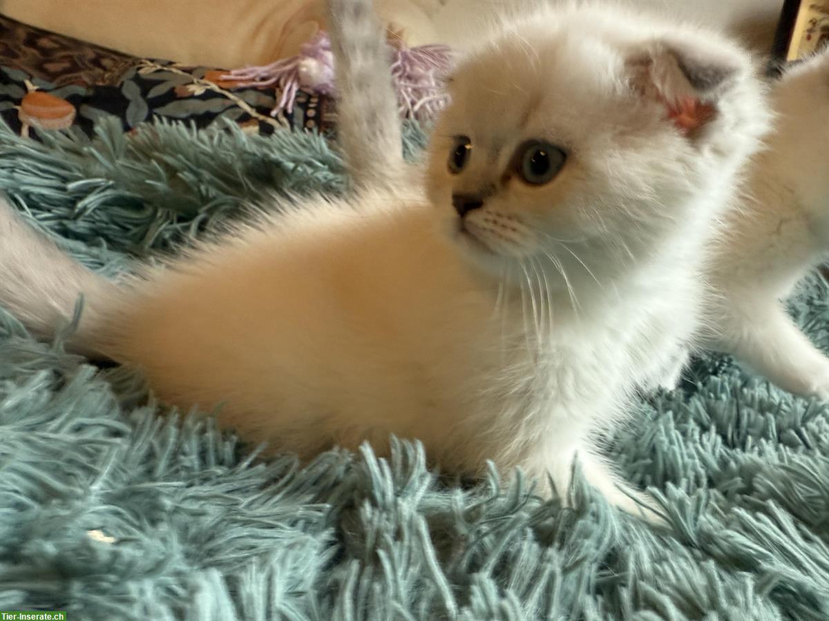 Bild 2: Scottish Fold / Straight Kätzchen, weisse Mädchen und Jungen
