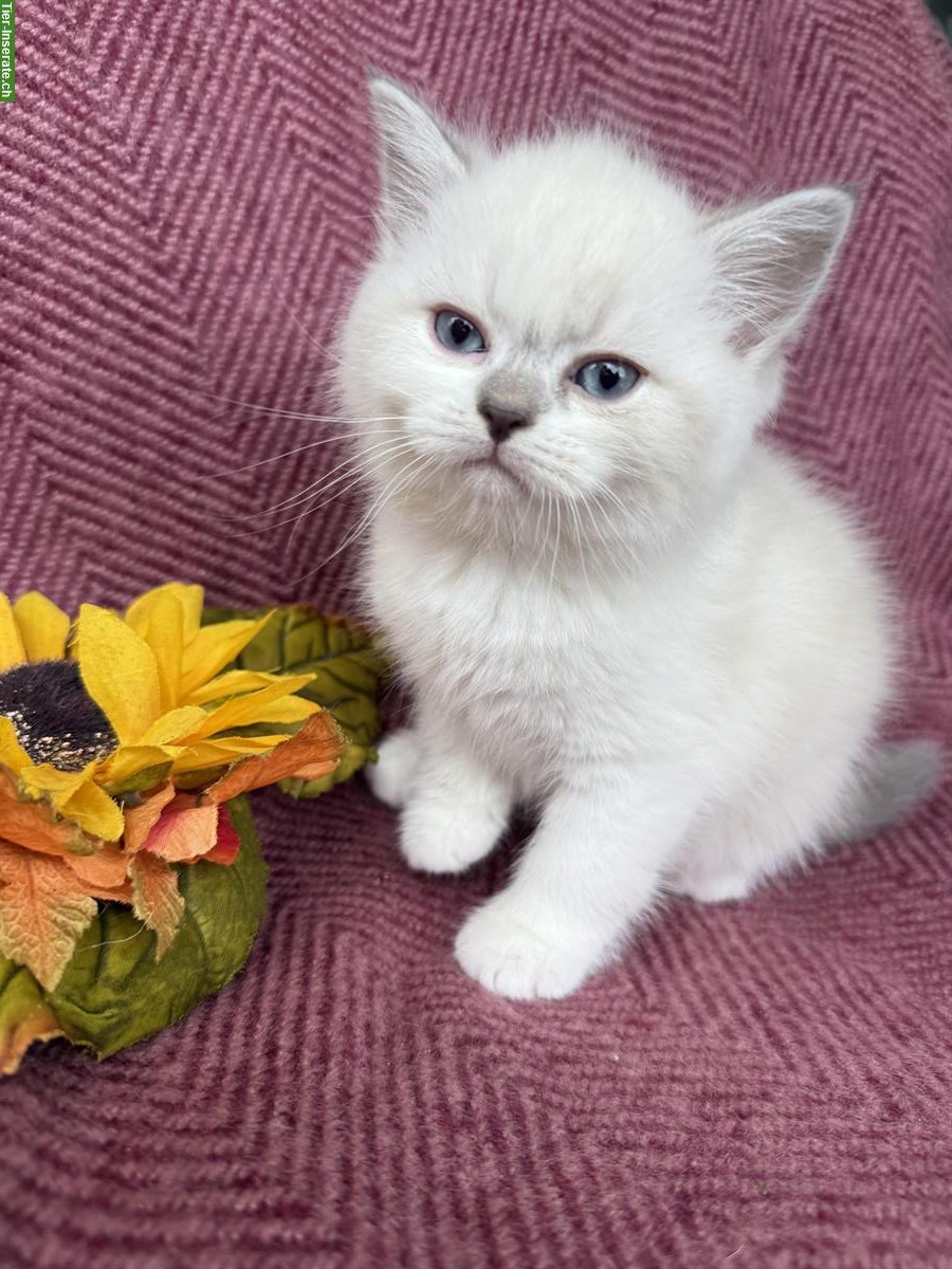 Bild 3: Scottish Fold / Straight Kätzchen, weisse Mädchen und Jungen