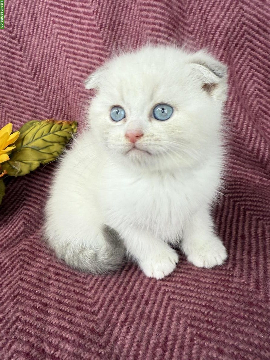 Bild 4: Scottish Fold / Straight Kätzchen, weisse Mädchen und Jungen