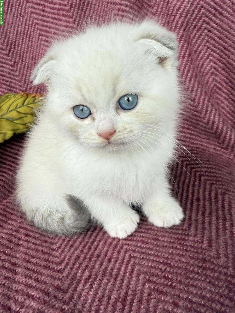 Bild 5: Scottish Fold / Straight Kätzchen, weisse Mädchen und Jungen