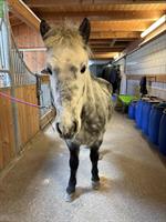 Zuckersüsser Isländer Wallach, 7-jährig, ca 1.42m gross