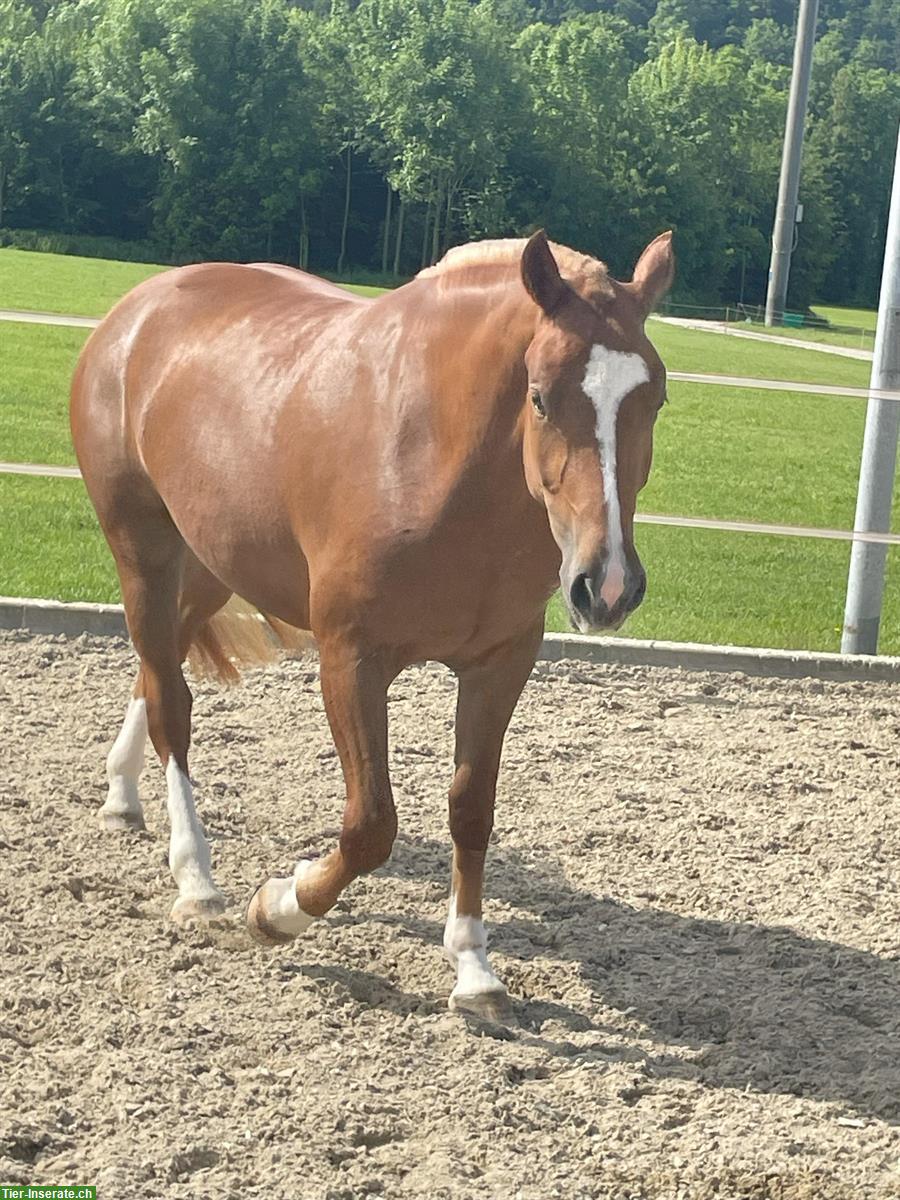 Carolina - kräftige, charakterstarke Freiberger Stute zu verkaufen