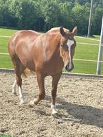 Carolina - kräftige, charakterstarke Freiberger Stute zu verkaufen