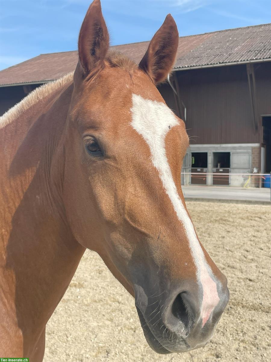 Bild 2: Carolina - kräftige, charakterstarke Freiberger Stute zu verkaufen