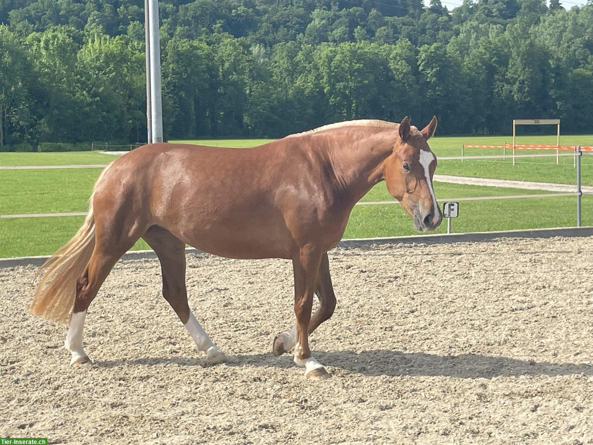 Bild 3: Carolina - kräftige, charakterstarke Freiberger Stute zu verkaufen