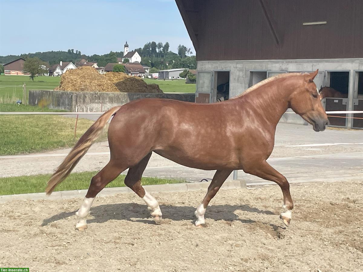 Bild 4: Carolina - kräftige, charakterstarke Freiberger Stute zu verkaufen