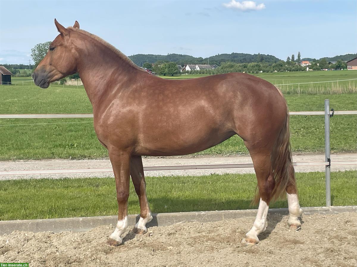 Bild 5: Carolina - kräftige, charakterstarke Freiberger Stute zu verkaufen