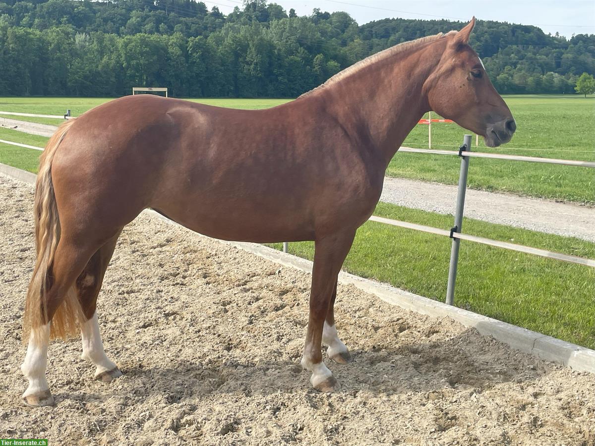 Bild 6: Carolina - kräftige, charakterstarke Freiberger Stute zu verkaufen