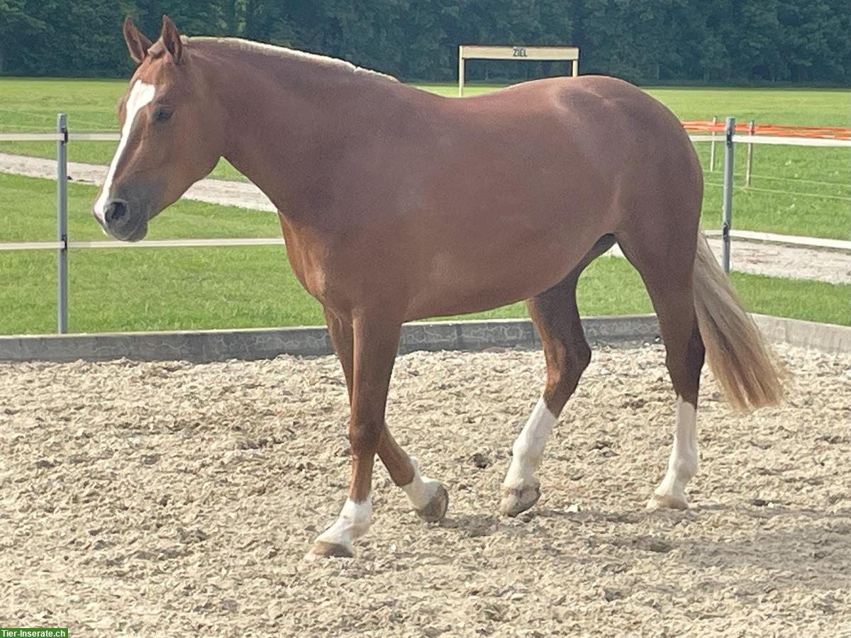 Bild 7: Carolina - kräftige, charakterstarke Freiberger Stute zu verkaufen