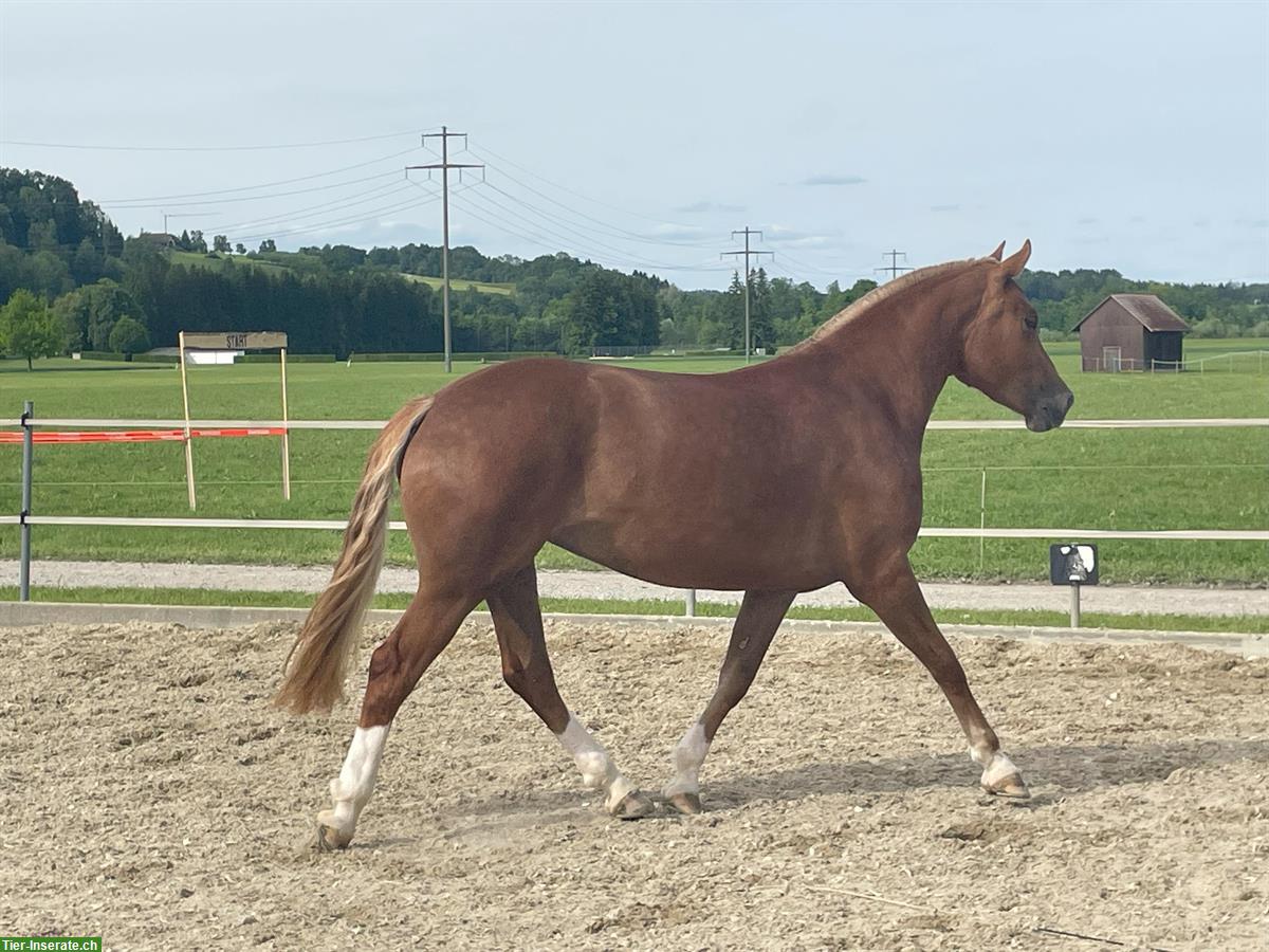 Bild 8: Carolina - kräftige, charakterstarke Freiberger Stute zu verkaufen