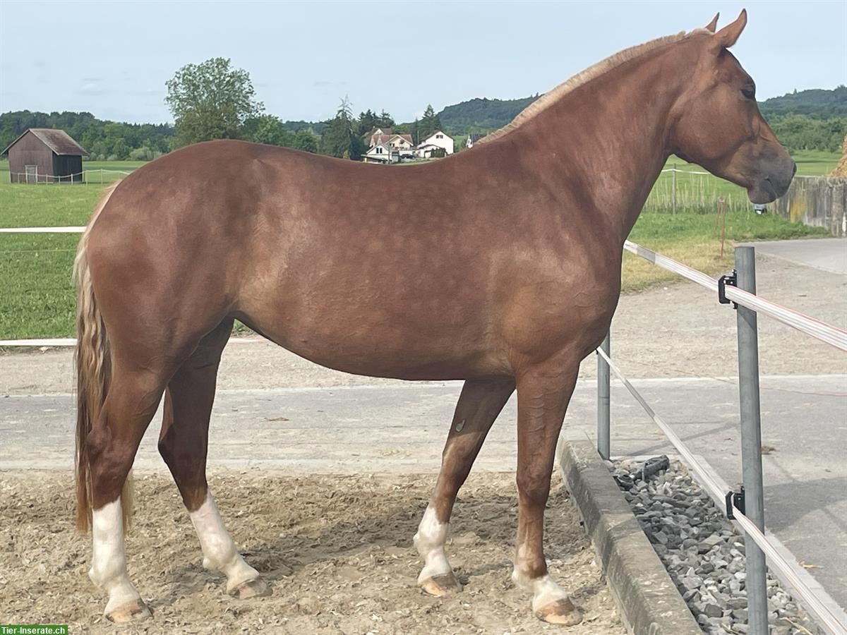 Bild 9: Carolina - kräftige, charakterstarke Freiberger Stute zu verkaufen