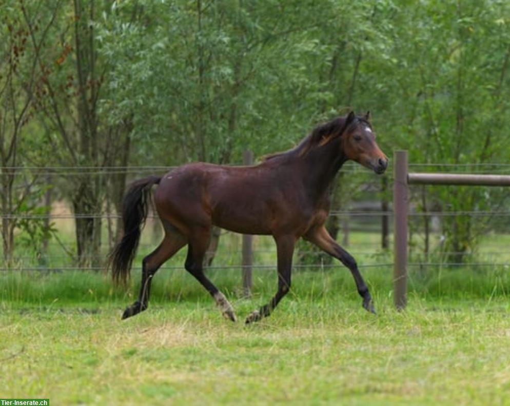 American Shetland Pony Hengst, braun, ASPC-Papieren