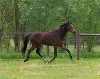 American Shetland Pony Hengst, braun, ASPC-Papieren