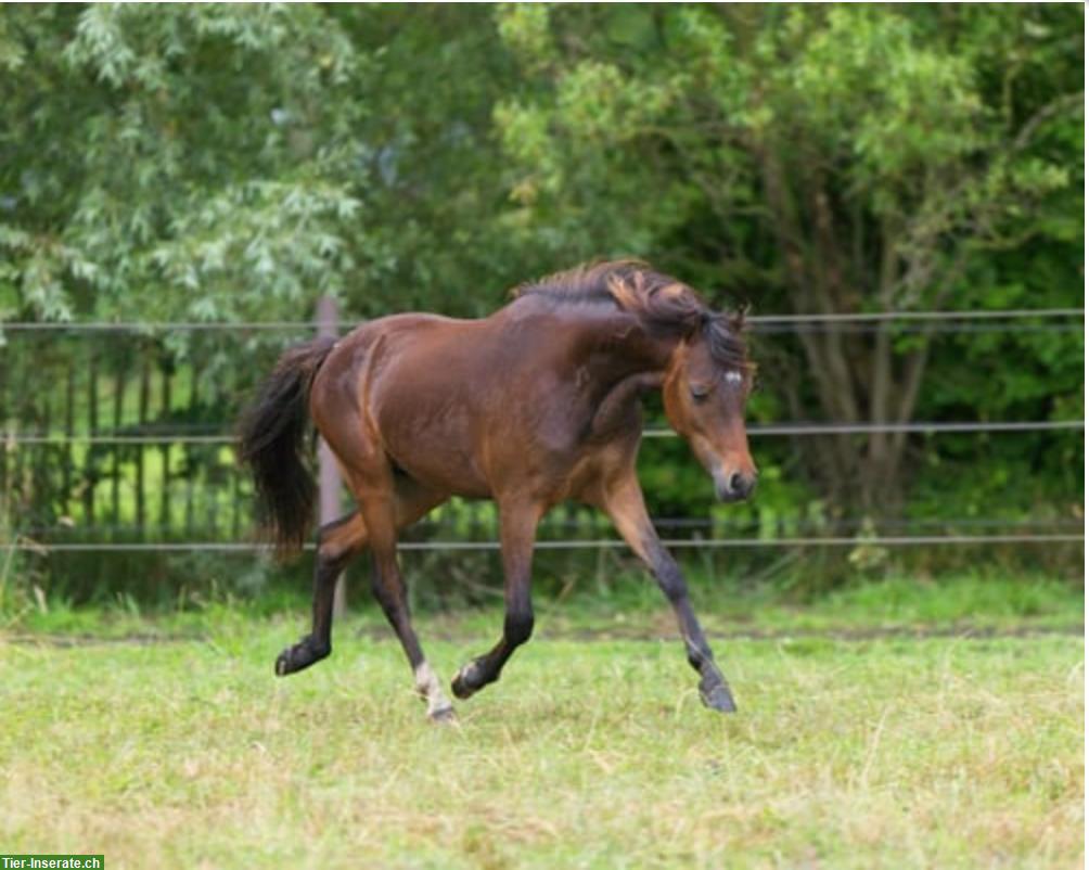 Bild 2: American Shetland Pony Hengst, braun, ASPC-Papieren
