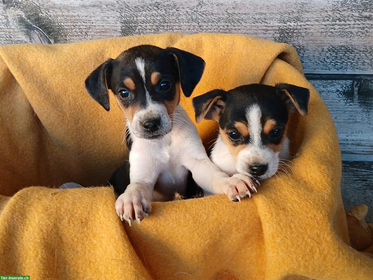 Ratier du Jura Welpen (Jack Russell) suchen Zuhause