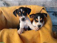 Ratier du Jura Welpen (Jack Russell) suchen Zuhause